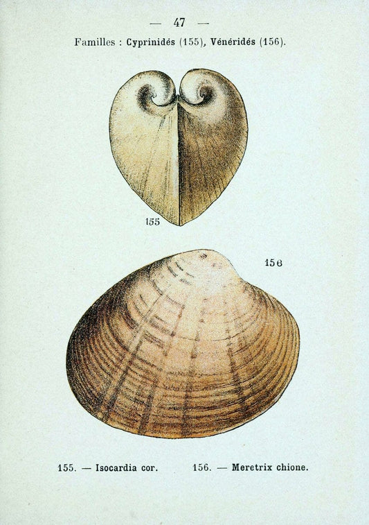 Atlas de poche des coquilles des cÃ´tes de FranceParis,Librairie des sciences naturelles, Paul Klincksiek,1913. | SIL | Vintage Print Reproduction 458560