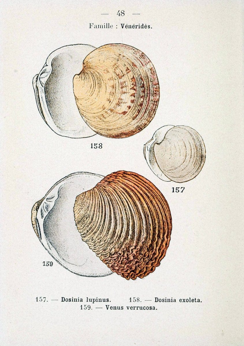 Atlas de poche des coquilles des cÃ´tes de FranceParis,Librairie des sciences naturelles, Paul Klincksiek,1913. | SIL | Vintage Print Reproduction 458561