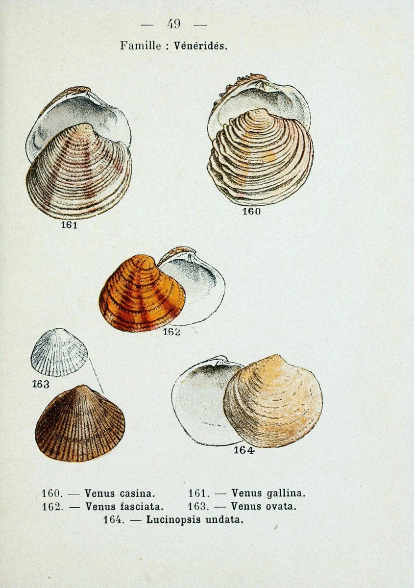 Atlas de poche des coquilles des cÃ´tes de FranceParis,Librairie des sciences naturelles, Paul Klincksiek,1913. | SIL | Vintage Print Reproduction 458562