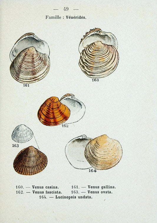Atlas de poche des coquilles des cÃ´tes de FranceParis,Librairie des sciences naturelles, Paul Klincksiek,1913. | SIL | Vintage Print Reproduction 458562