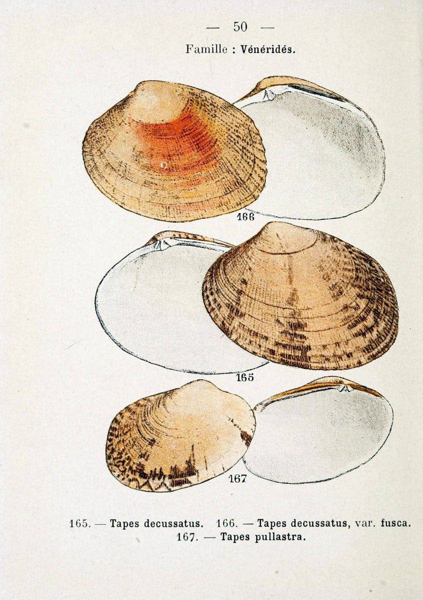 Atlas de poche des coquilles des cÃ´tes de FranceParis,Librairie des sciences naturelles, Paul Klincksiek,1913. | SIL | Vintage Print Reproduction 458563