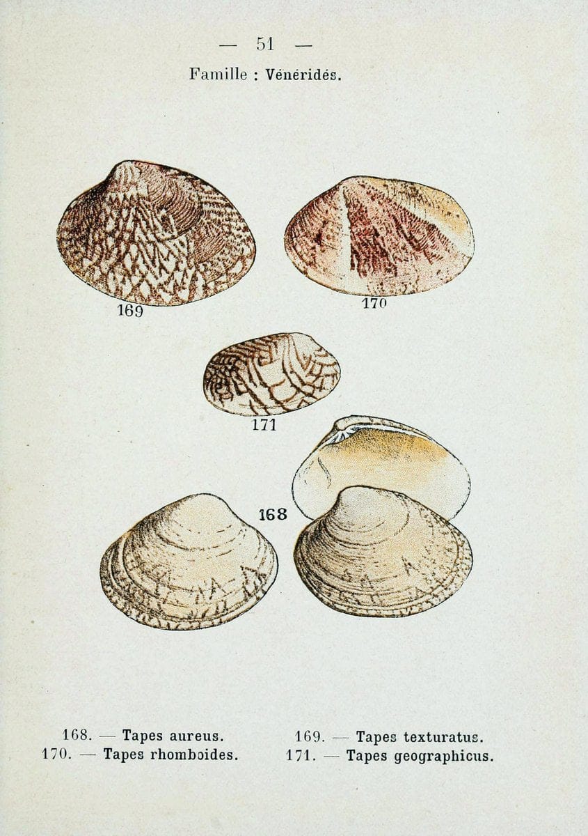 Atlas de poche des coquilles des cÃ´tes de FranceParis,Librairie des sciences naturelles, Paul Klincksiek,1913. | SIL | Vintage Print Reproduction 458564