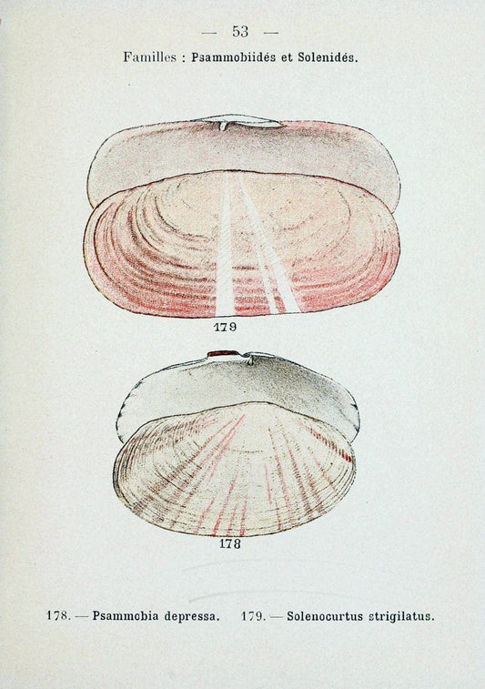 Atlas de poche des coquilles des cÃ´tes de FranceParis,Librairie des sciences naturelles, Paul Klincksiek,1913. | SIL | Vintage Print Reproduction 458566