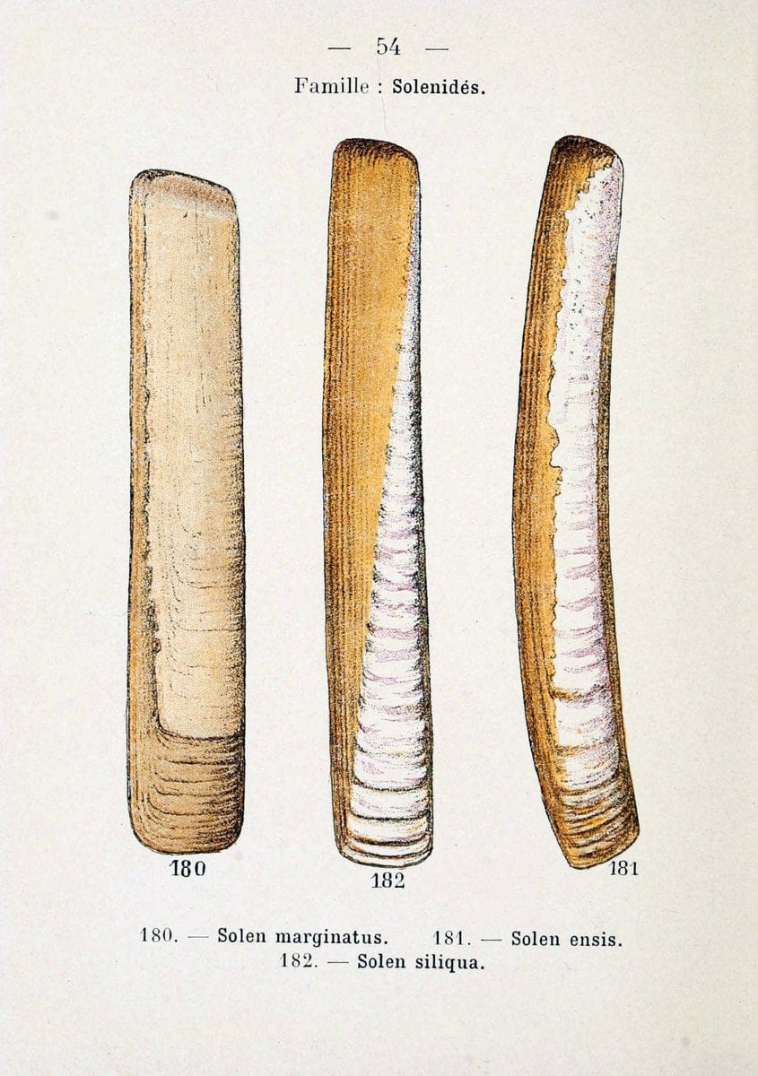 Atlas de poche des coquilles des cÃ´tes de FranceParis,Librairie des sciences naturelles, Paul Klincksiek,1913. | SIL | Vintage Print Reproduction 458567