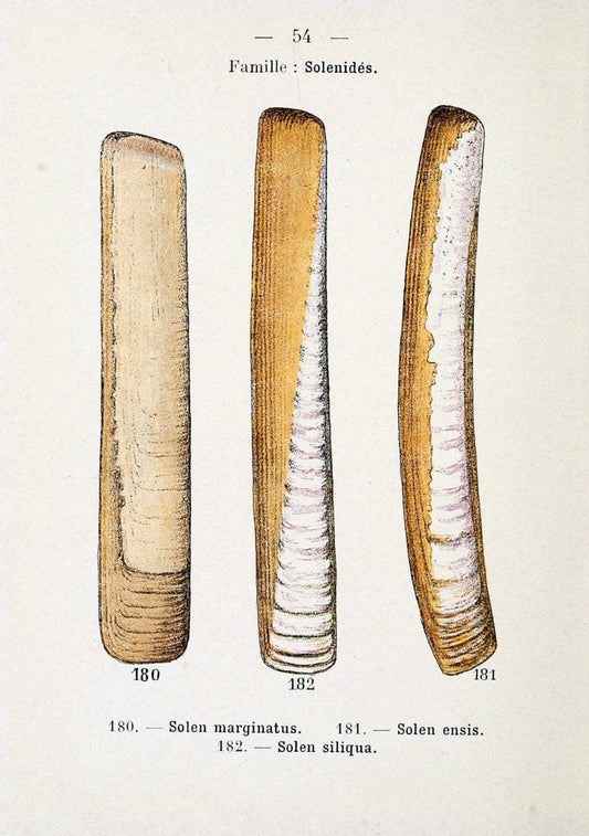 Atlas de poche des coquilles des cÃ´tes de FranceParis,Librairie des sciences naturelles, Paul Klincksiek,1913. | SIL | Vintage Print Reproduction 458567