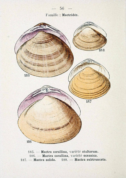 Atlas de poche des coquilles des cÃ´tes de FranceParis,Librairie des sciences naturelles, Paul Klincksiek,1913. | SIL | Vintage Print Reproduction 458569