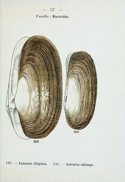 Atlas de poche des coquilles des cÃ´tes de FranceParis,Librairie des sciences naturelles, Paul Klincksiek,1913. | SIL | Vintage Print Reproduction 458570