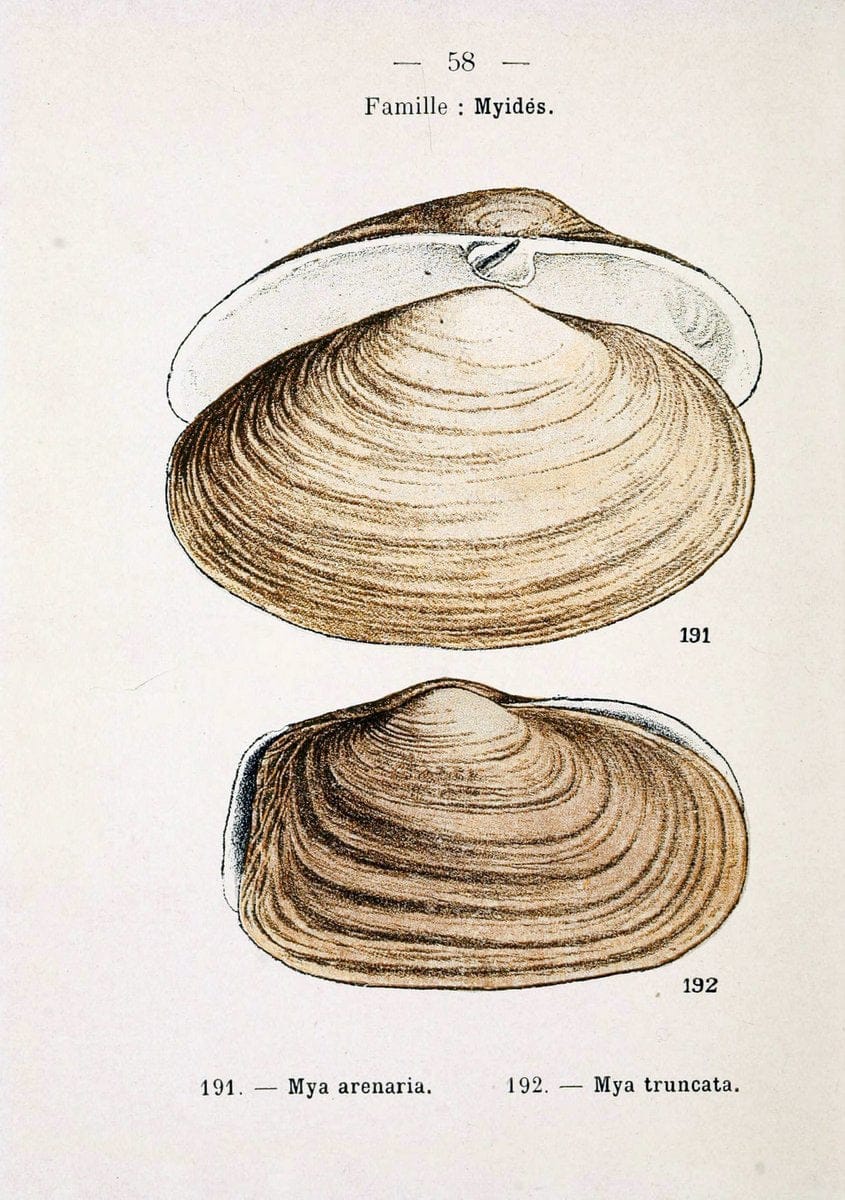 Atlas de poche des coquilles des cÃ´tes de FranceParis,Librairie des sciences naturelles, Paul Klincksiek,1913. | SIL | Vintage Print Reproduction 458571