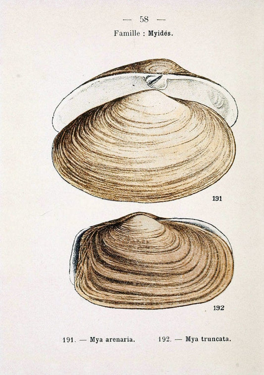 Atlas de poche des coquilles des cÃ´tes de FranceParis,Librairie des sciences naturelles, Paul Klincksiek,1913. | SIL | Vintage Print Reproduction 458571