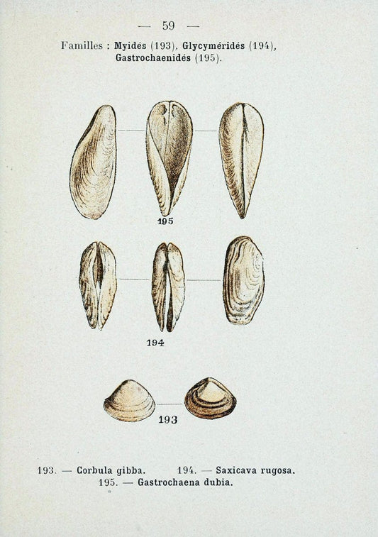 Atlas de poche des coquilles des cÃ´tes de FranceParis,Librairie des sciences naturelles, Paul Klincksiek,1913. | SIL | Vintage Print Reproduction 458572