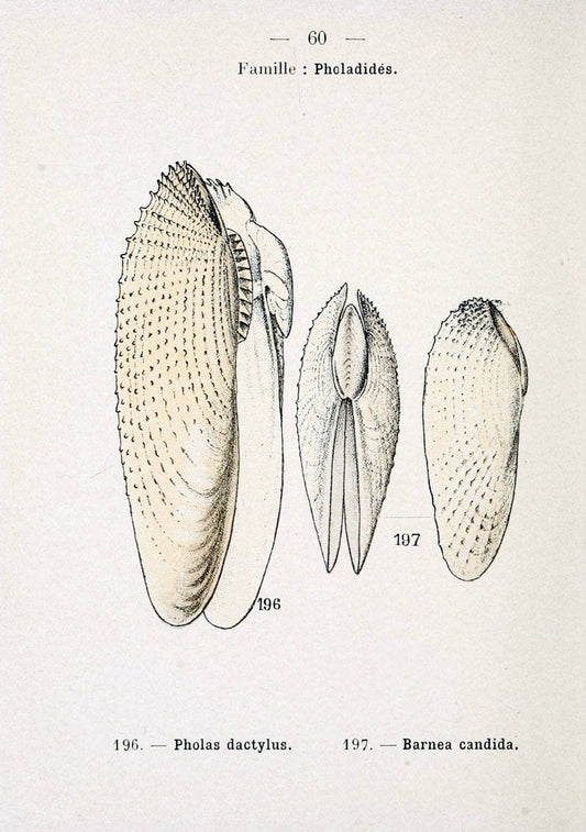 Atlas de poche des coquilles des cÃ´tes de FranceParis,Librairie des sciences naturelles, Paul Klincksiek,1913. | SIL | Vintage Print Reproduction 458573