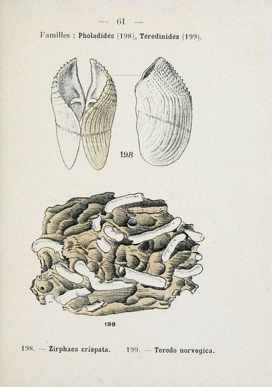 Atlas de poche des coquilles des cÃ´tes de FranceParis,Librairie des sciences naturelles, Paul Klincksiek,1913. | SIL | Vintage Print Reproduction 458574