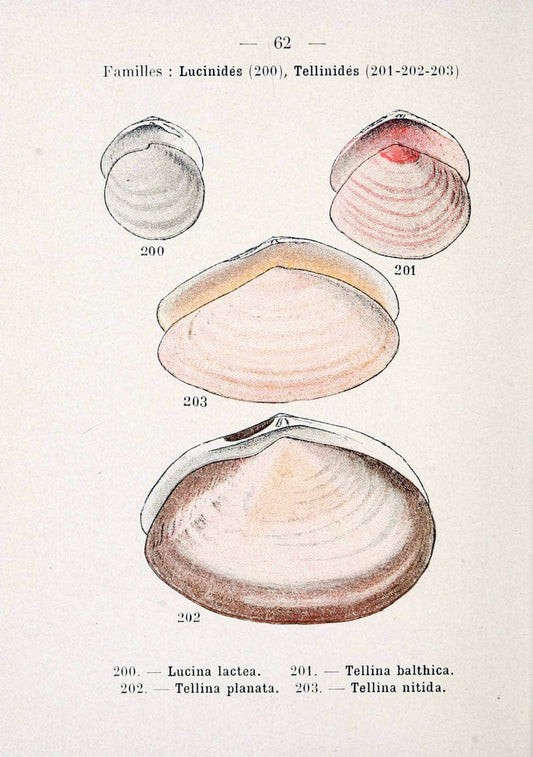 Atlas de poche des coquilles des cÃ´tes de FranceParis,Librairie des sciences naturelles, Paul Klincksiek,1913. | SIL | Vintage Print Reproduction 458575