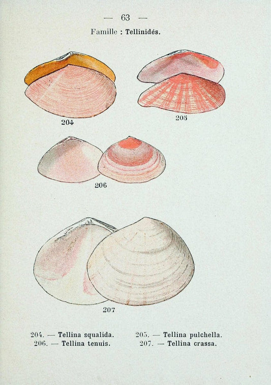 Atlas de poche des coquilles des cÃ´tes de FranceParis,Librairie des sciences naturelles, Paul Klincksiek,1913. | SIL | Vintage Print Reproduction 458576