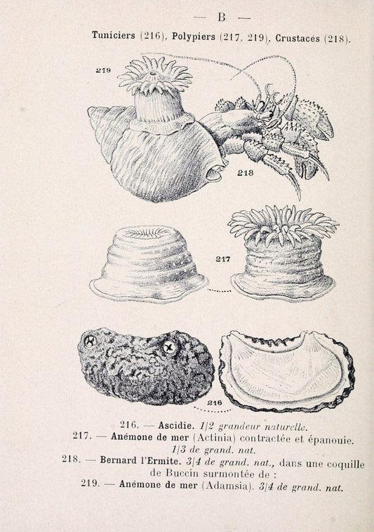Atlas de poche des coquilles des cÃ´tes de FranceParis,Librairie des sciences naturelles, Paul Klincksiek,1913. | SIL | Vintage Print Reproduction 458579