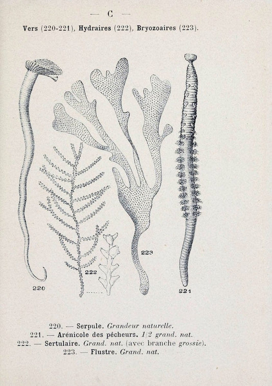 Atlas de poche des coquilles des cÃ´tes de FranceParis,Librairie des sciences naturelles, Paul Klincksiek,1913. | SIL | Vintage Print Reproduction 458580