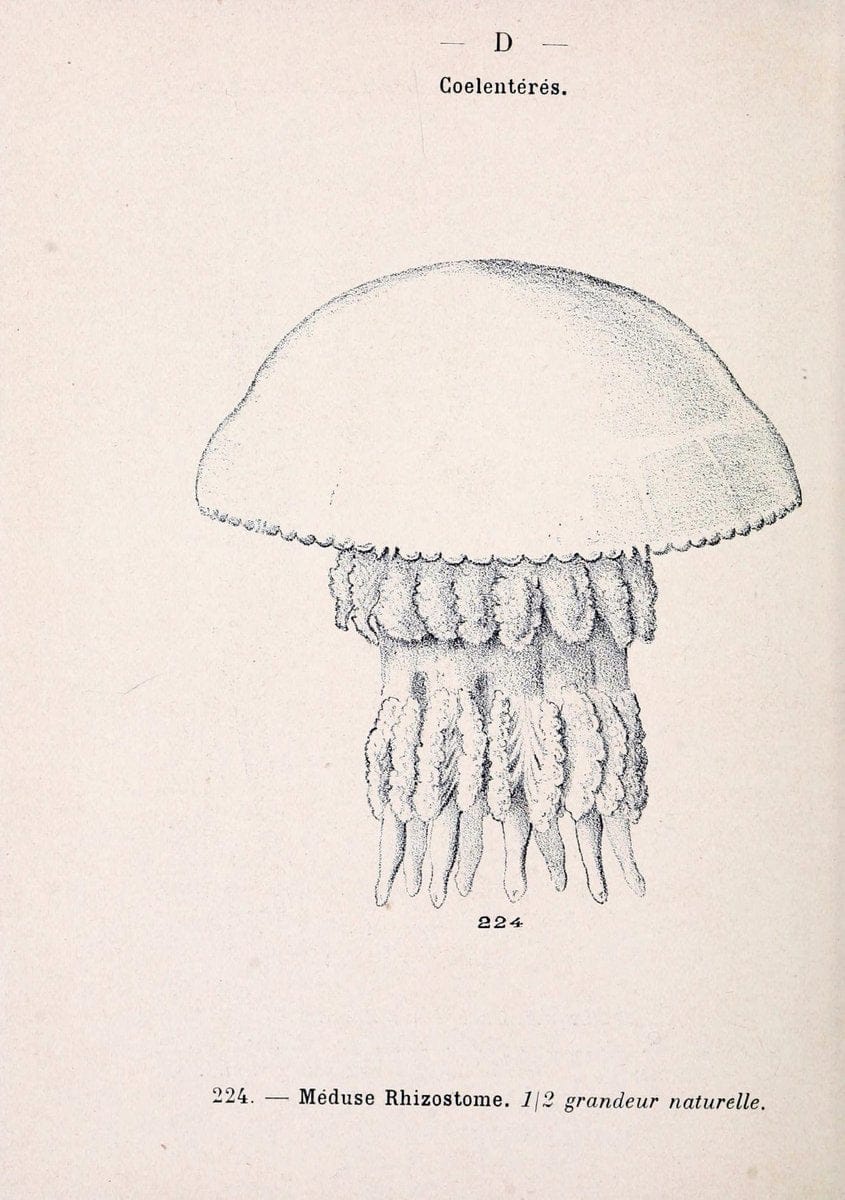 Atlas de poche des coquilles des cÃ´tes de FranceParis,Librairie des sciences naturelles, Paul Klincksiek,1913. | SIL | Vintage Print Reproduction 458581