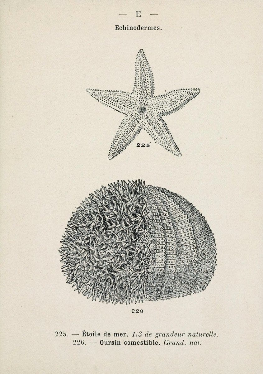 Atlas de poche des coquilles des cÃ´tes de FranceParis,Librairie des sciences naturelles, Paul Klincksiek,1913. | SIL | Vintage Print Reproduction 458582