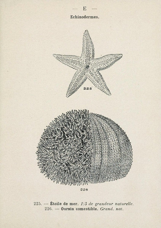 Atlas de poche des coquilles des cÃ´tes de FranceParis,Librairie des sciences naturelles, Paul Klincksiek,1913. | SIL | Vintage Print Reproduction 458582