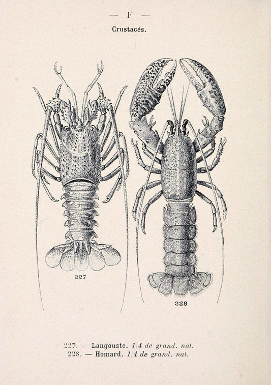 Atlas de poche des coquilles des cÃ´tes de FranceParis,Librairie des sciences naturelles, Paul Klincksiek,1913. | SIL | Vintage Print Reproduction 458583