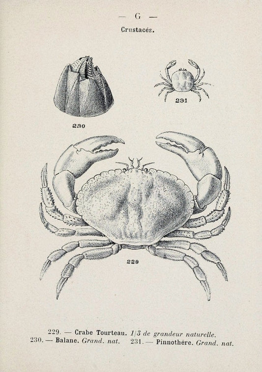 Atlas de poche des coquilles des cÃ´tes de FranceParis,Librairie des sciences naturelles, Paul Klincksiek,1913. | SIL | Vintage Print Reproduction 458584