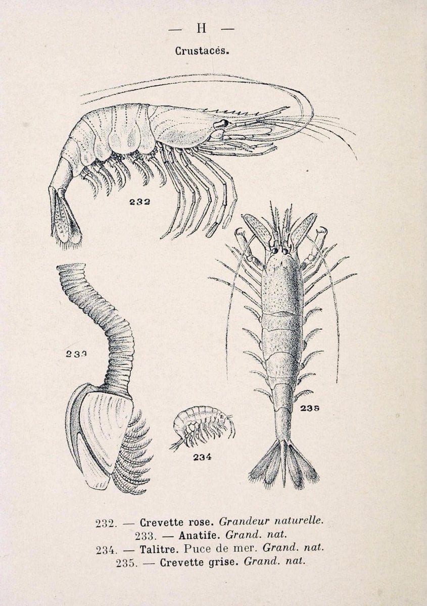 Atlas de poche des coquilles des cÃ´tes de FranceParis,Librairie des sciences naturelles, Paul Klincksiek,1913. | SIL | Vintage Print Reproduction 458585