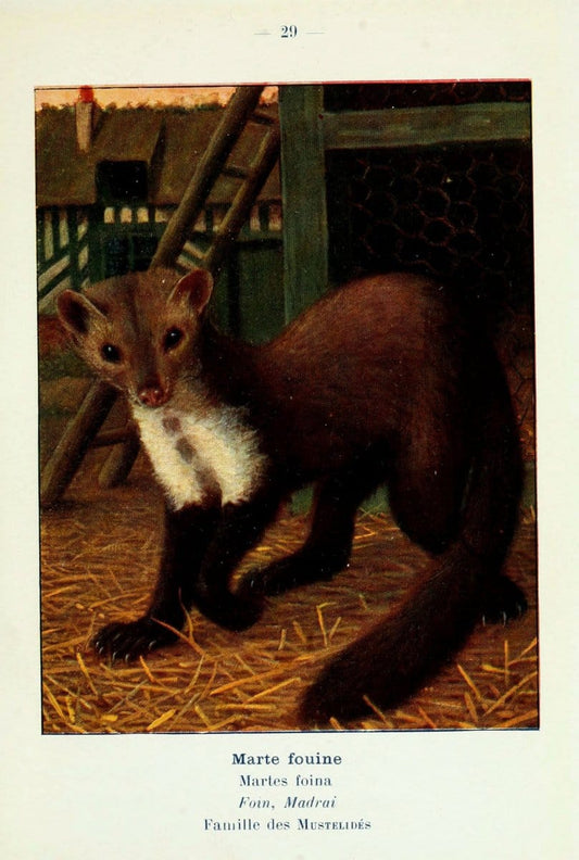 Atlas de poche des mammifÃ¨res de France, de la Suisse romane et de la BelgiqueParis:L. Lhomme,1910. |  | Vintage Print Reproduction 458586