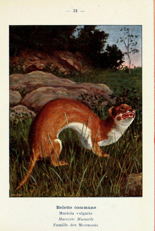 Atlas de poche des mammifÃ¨res de France, de la Suisse romane et de la BelgiqueParis:L. Lhomme,1910. |  | Vintage Print Reproduction 458588