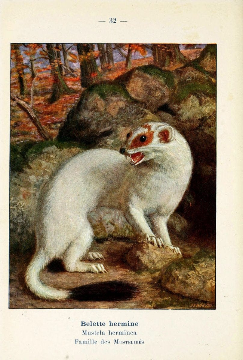 Atlas de poche des mammifÃ¨res de France, de la Suisse romane et de la BelgiqueParis:L. Lhomme,1910. |  | Vintage Print Reproduction 458589