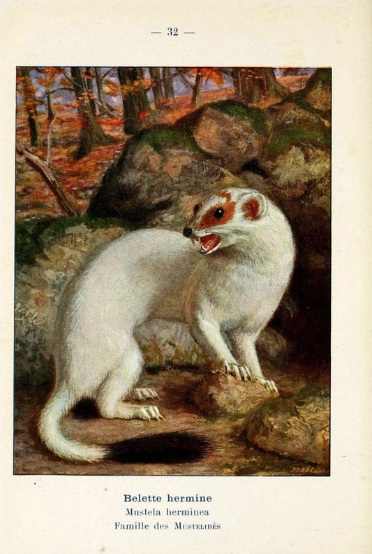 Atlas de poche des mammifÃ¨res de France, de la Suisse romane et de la BelgiqueParis:L. Lhomme,1910. |  | Vintage Print Reproduction 458589