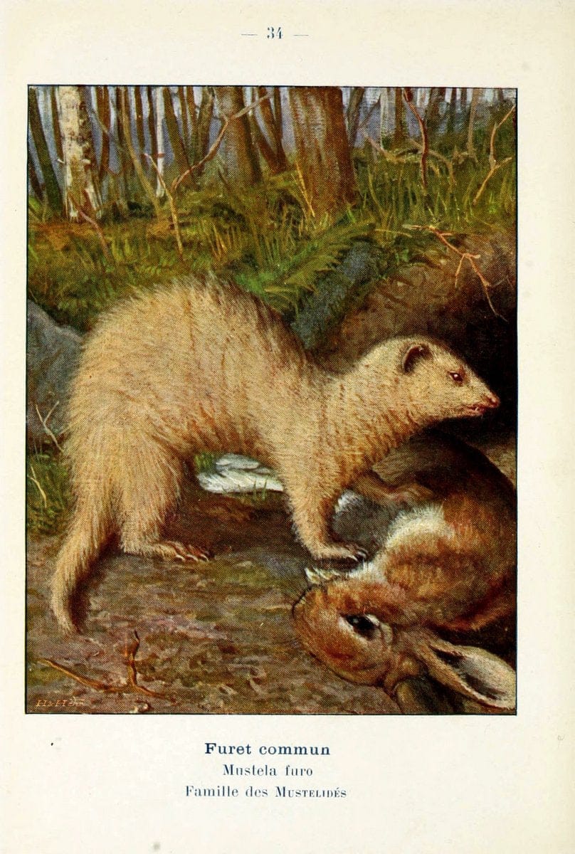Atlas de poche des mammifÃ¨res de France, de la Suisse romane et de la BelgiqueParis:L. Lhomme,1910. |  | Vintage Print Reproduction 458591