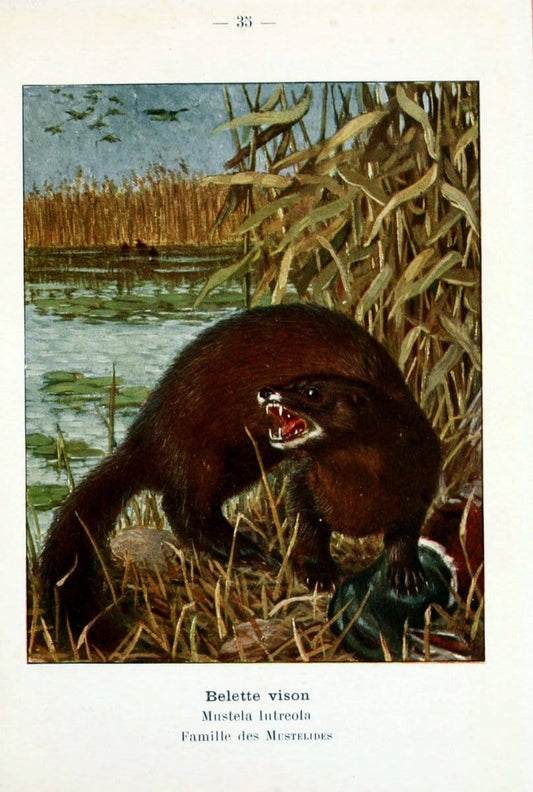 Atlas de poche des mammifÃ¨res de France, de la Suisse romane et de la BelgiqueParis:L. Lhomme,1910. |  | Vintage Print Reproduction 458592