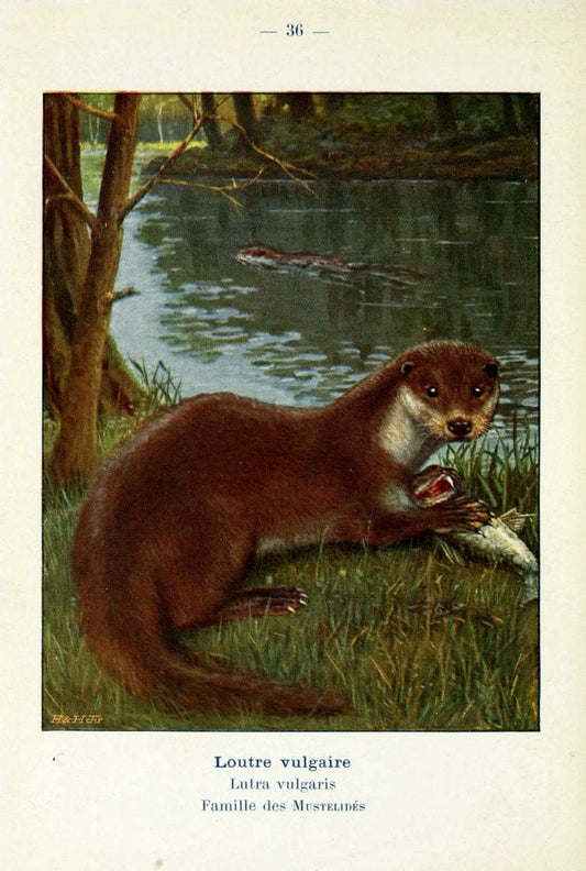 Atlas de poche des mammifÃ¨res de France, de la Suisse romane et de la BelgiqueParis:L. Lhomme,1910. |  | Vintage Print Reproduction 458593