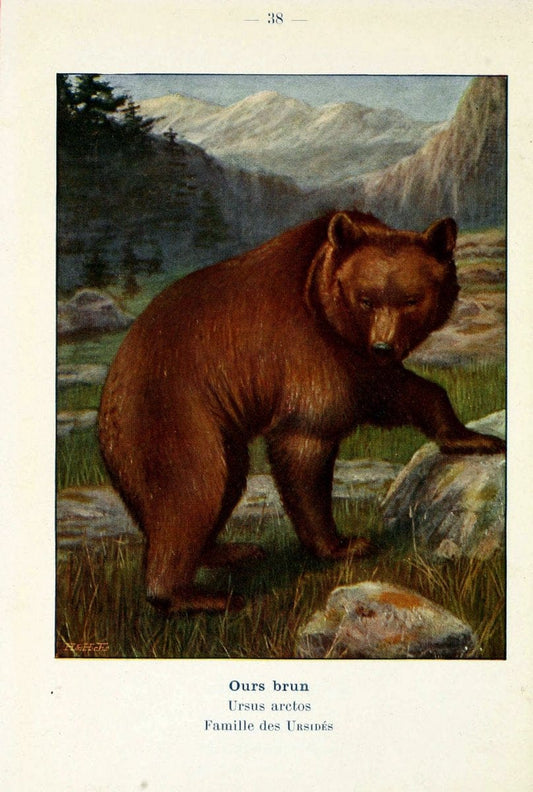 Atlas de poche des mammifÃ¨res de France, de la Suisse romane et de la BelgiqueParis:L. Lhomme,1910. |  | Vintage Print Reproduction 458595