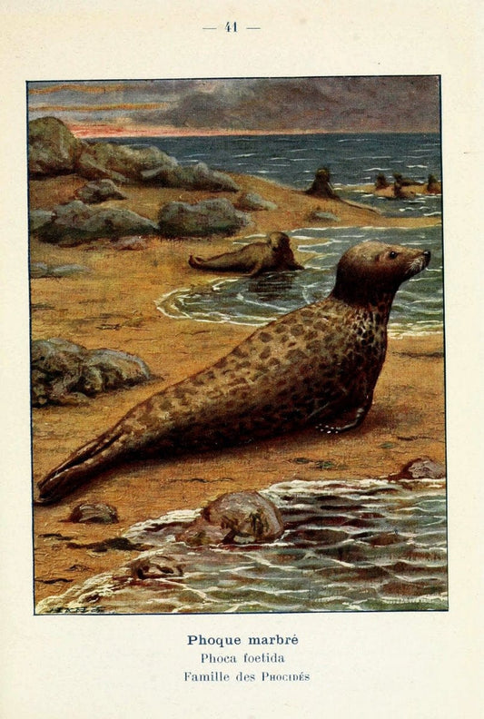 Atlas de poche des mammifÃ¨res de France, de la Suisse romane et de la BelgiqueParis:L. Lhomme,1910. |  | Vintage Print Reproduction 458598