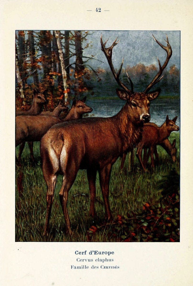 Atlas de poche des mammifÃ¨res de France, de la Suisse romane et de la BelgiqueParis:L. Lhomme,1910. |  | Vintage Print Reproduction 458599