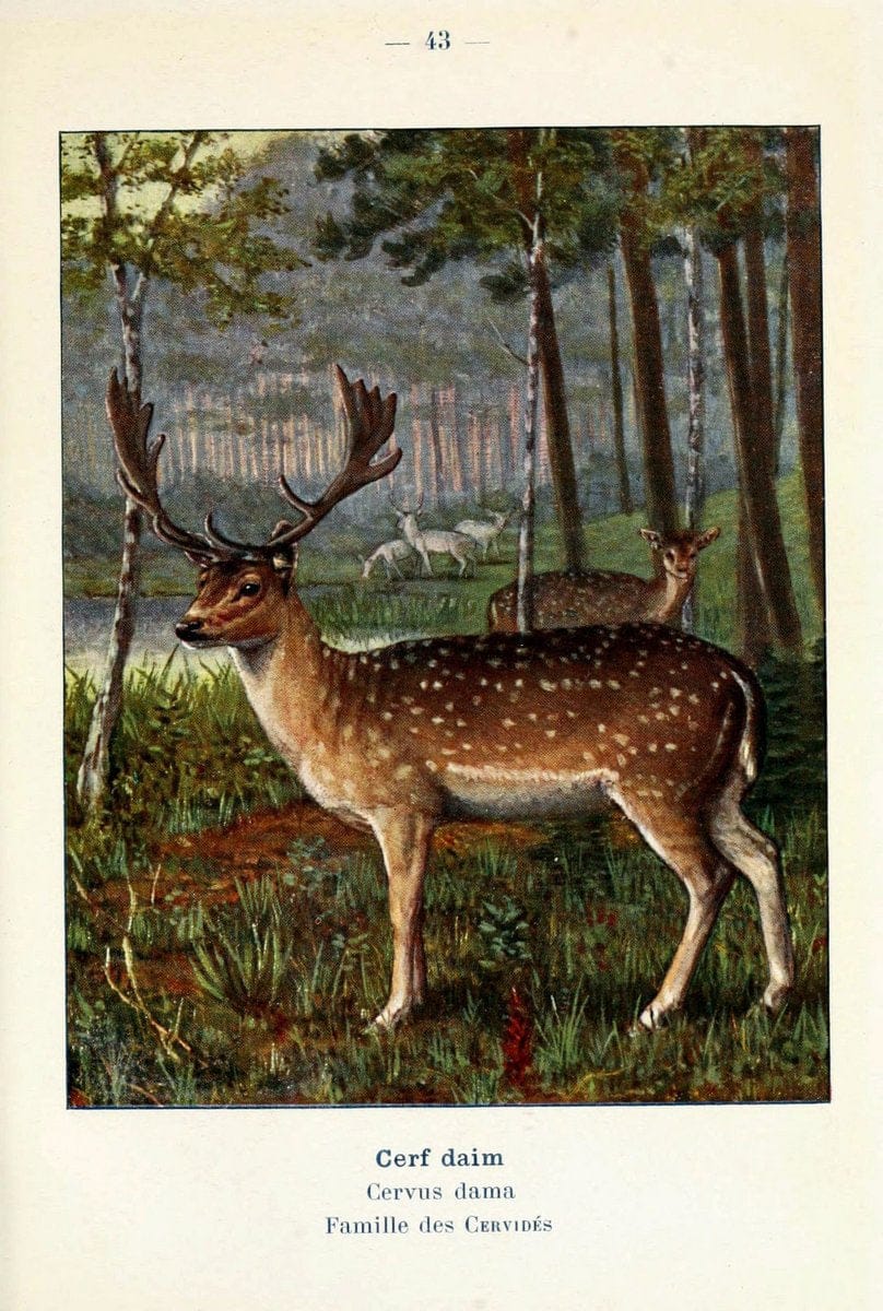 Atlas de poche des mammifÃ¨res de France, de la Suisse romane et de la BelgiqueParis:L. Lhomme,1910. |  | Vintage Print Reproduction 458600