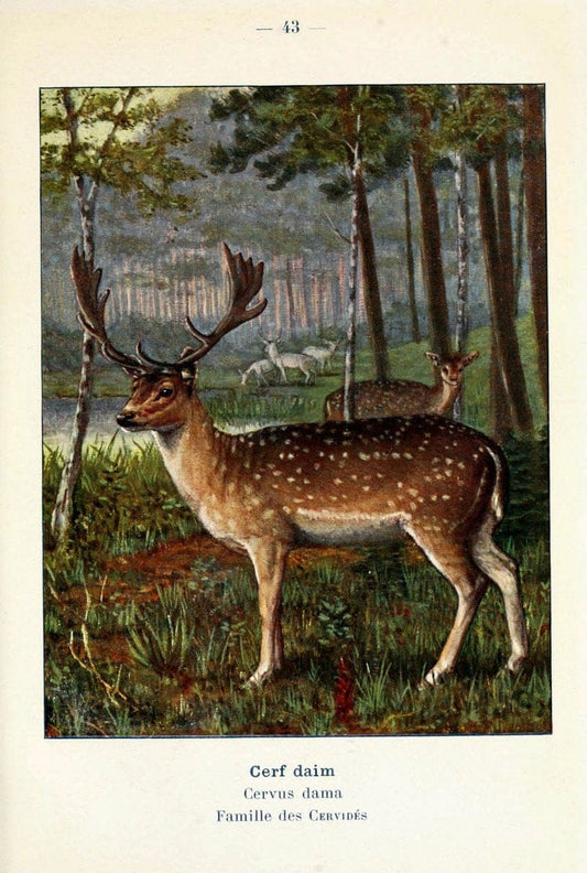 Atlas de poche des mammifÃ¨res de France, de la Suisse romane et de la BelgiqueParis:L. Lhomme,1910. |  | Vintage Print Reproduction 458600