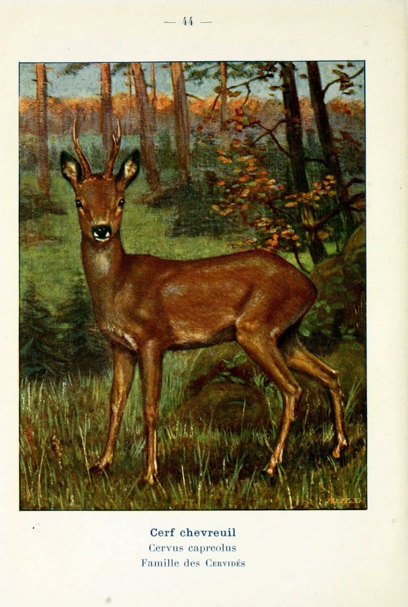 Atlas de poche des mammifÃ¨res de France, de la Suisse romane et de la BelgiqueParis:L. Lhomme,1910. |  | Vintage Print Reproduction 458601