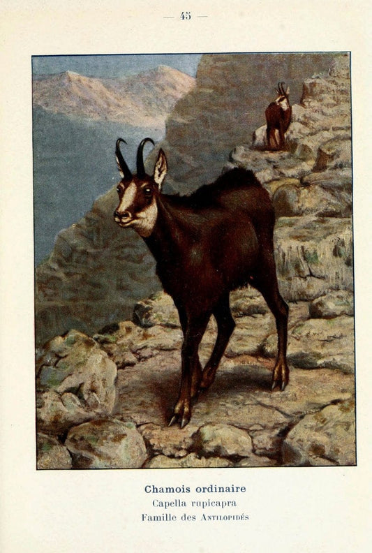 Atlas de poche des mammifÃ¨res de France, de la Suisse romane et de la BelgiqueParis:L. Lhomme,1910. |  | Vintage Print Reproduction 458602