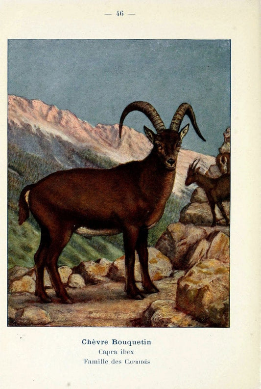 Atlas de poche des mammifÃ¨res de France, de la Suisse romane et de la BelgiqueParis:L. Lhomme,1910. |  | Vintage Print Reproduction 458603