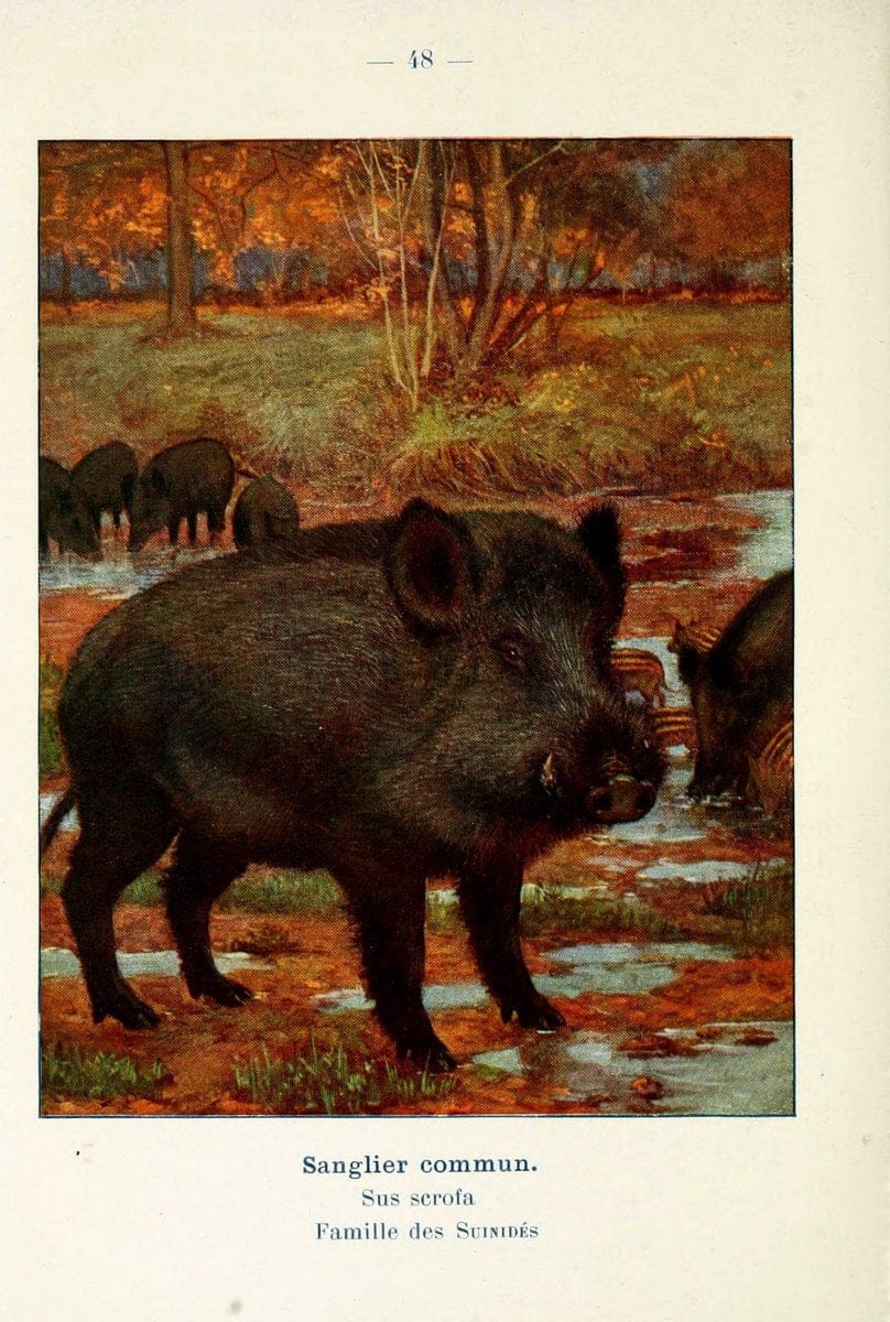 Atlas de poche des mammifÃ¨res de France, de la Suisse romane et de la BelgiqueParis:L. Lhomme,1910. |  | Vintage Print Reproduction 458605