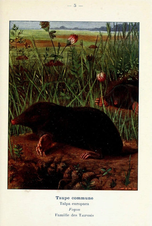Atlas de poche des mammifÃ¨res de France, de la Suisse romane et de la BelgiqueParis:L. Lhomme,1910. |  | Vintage Print Reproduction 458610