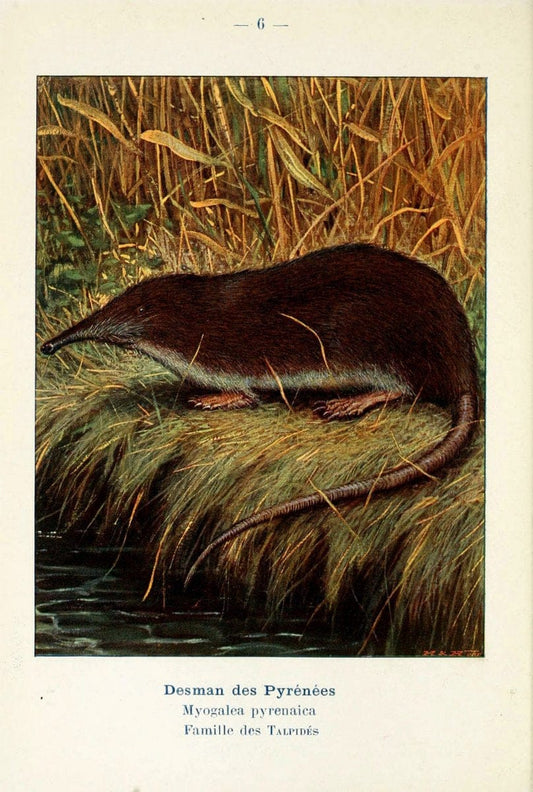 Atlas de poche des mammifÃ¨res de France, de la Suisse romane et de la BelgiqueParis:L. Lhomme,1910. |  | Vintage Print Reproduction 458611