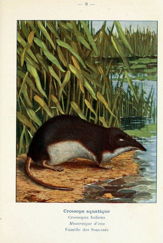 Atlas de poche des mammifÃ¨res de France, de la Suisse romane et de la BelgiqueParis:L. Lhomme,1910. |  | Vintage Print Reproduction 458614