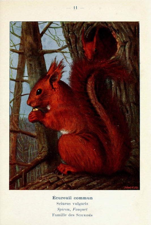 Atlas de poche des mammifÃ¨res de France, de la Suisse romane et de la BelgiqueParis:L. Lhomme,1910. |  | Vintage Print Reproduction 458616
