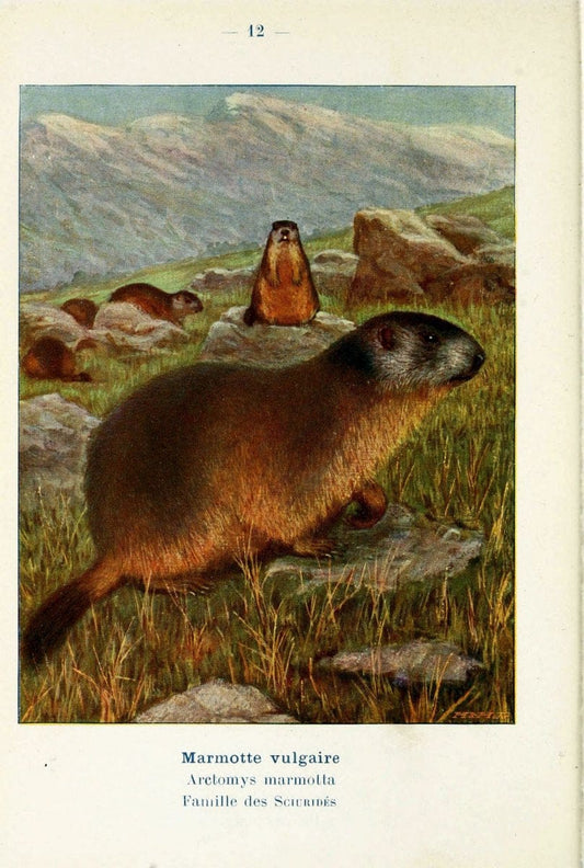 Atlas de poche des mammifÃ¨res de France, de la Suisse romane et de la BelgiqueParis:L. Lhomme,1910. |  | Vintage Print Reproduction 458617