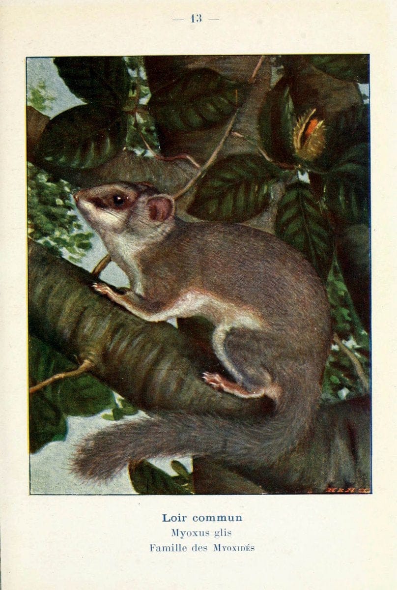 Atlas de poche des mammifÃ¨res de France, de la Suisse romane et de la BelgiqueParis:L. Lhomme,1910. |  | Vintage Print Reproduction 458618