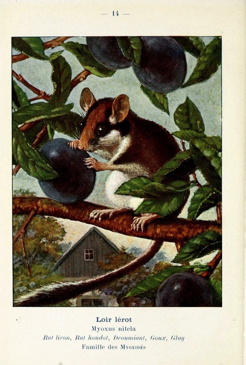 Atlas de poche des mammifÃ¨res de France, de la Suisse romane et de la BelgiqueParis:L. Lhomme,1910. |  | Vintage Print Reproduction 458619