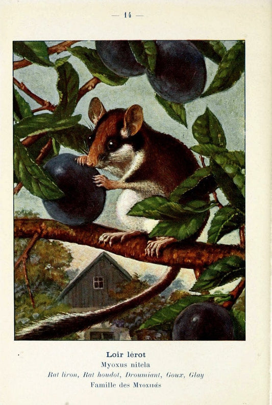Atlas de poche des mammifÃ¨res de France, de la Suisse romane et de la BelgiqueParis:L. Lhomme,1910. |  | Vintage Print Reproduction 458619